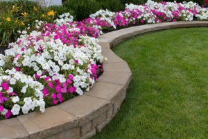Pink and White petunias on the flower bed along with the grass