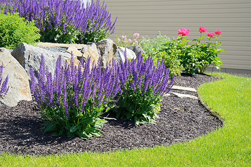 mulched salvia flowers in front of a rock retaining wall