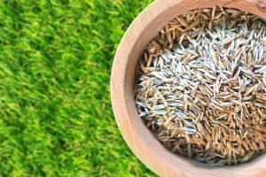 Lawn grass seeds for overseeding