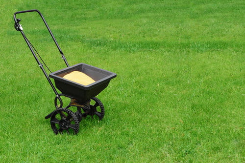 fertilizing the lawn