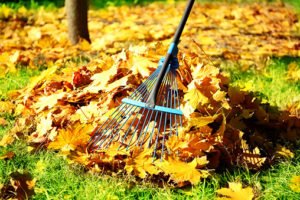 A blue rake is being used to rake fall leaves