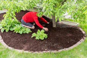 spring clean up in flower bed